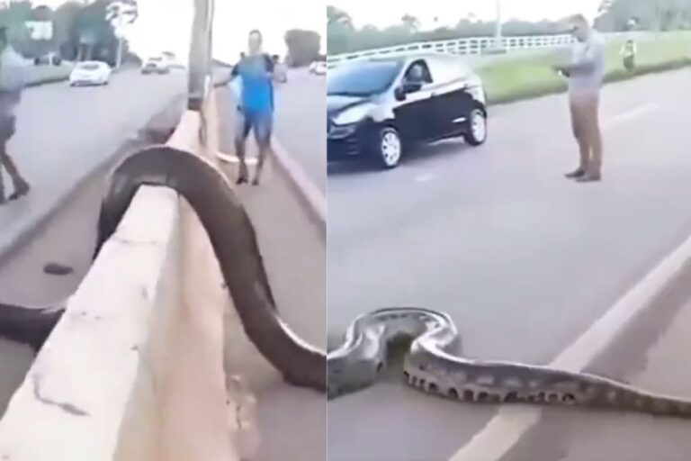 Viral Video: कमजोर दिल वाले न देखें! इतने बड़े अजगर को देख सिहर जाएगा मन, वीडियो हो रहा वायरल