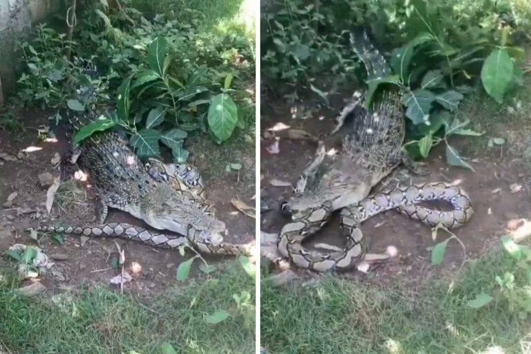 Viral Video: अजगर और मगरमच्छ में भयंकर लड़ाई, जानिए कौन जीता मुकाबला? वायरल हो रहा वीडियो