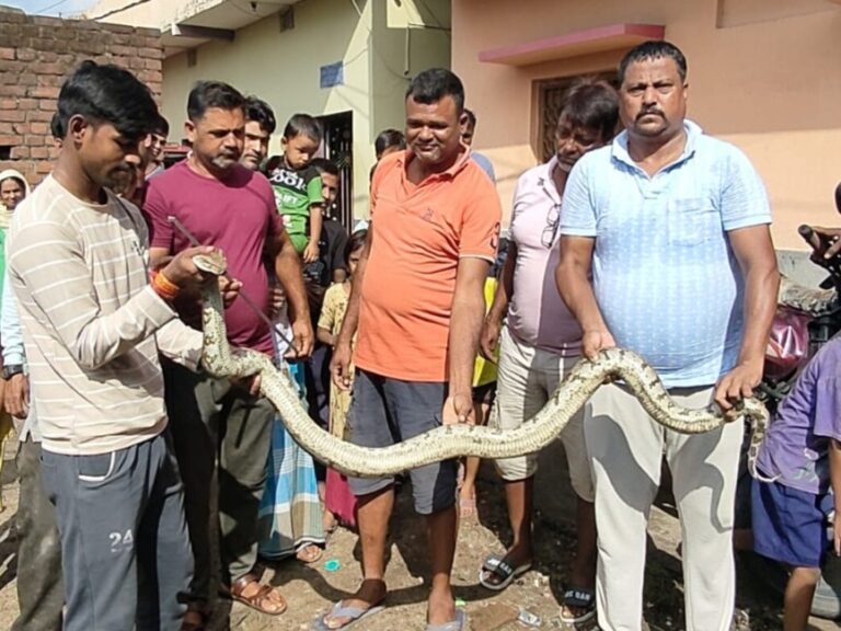 Dhanbad News : बाबू खाद तालाब से आठ फीट लंबा अजगर पकड़ाया