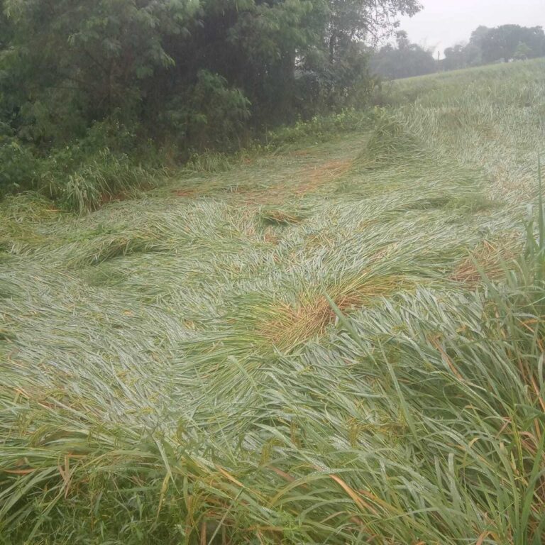 बारिश के कहर से फसल हो रही बर्बाद, किसानों के चेहरे पर छायी मायूसी