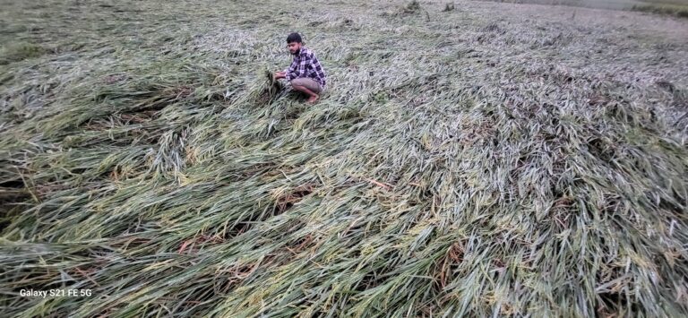 फसल क्षति मुआवजे की उठी मांग