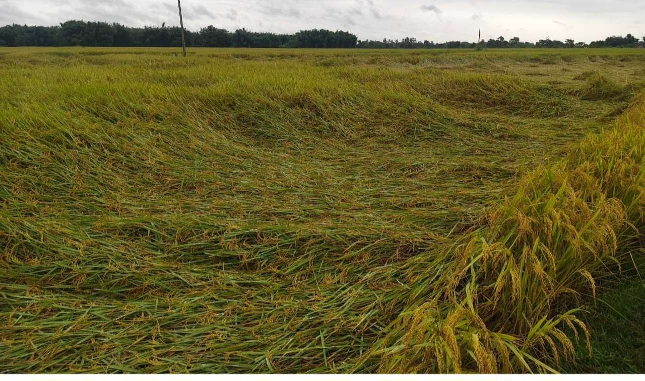 बारिश से धान की फसल खराब, सब्जियों को भी नुकसान