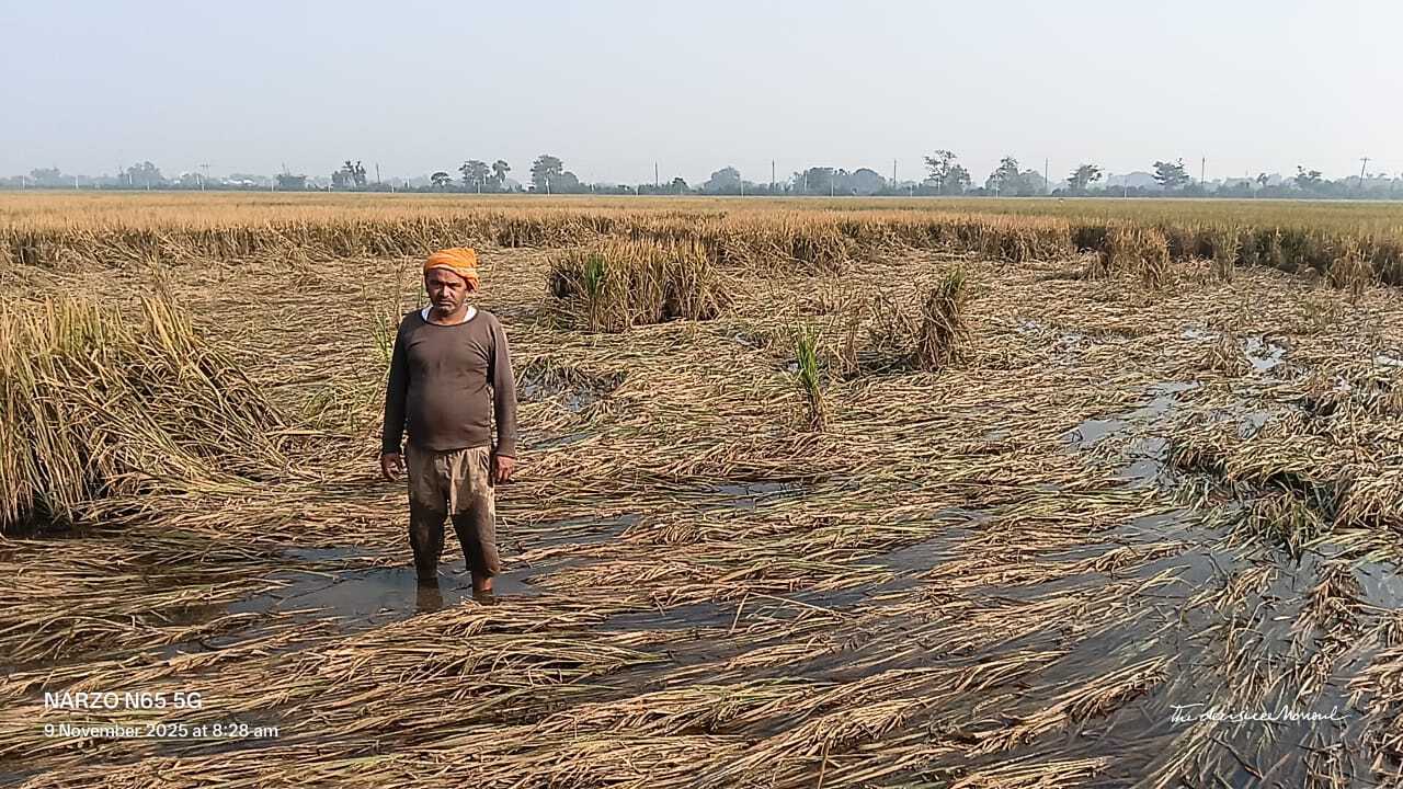 किसानों ने फसल क्षति के लिए मुआवजे की लगायी गुहार