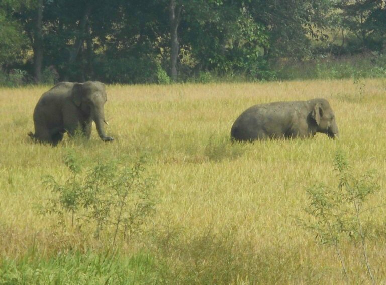 Seraikela Kharsawan News : खरसावां वन क्षेत्र में गजराजों ने दी दस्तक, किसान भयभीत