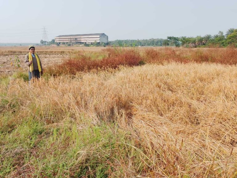 East Singhbhum News : न हल चलाया, न बीज बोया, दो बीघा में लहलहा रहा धान