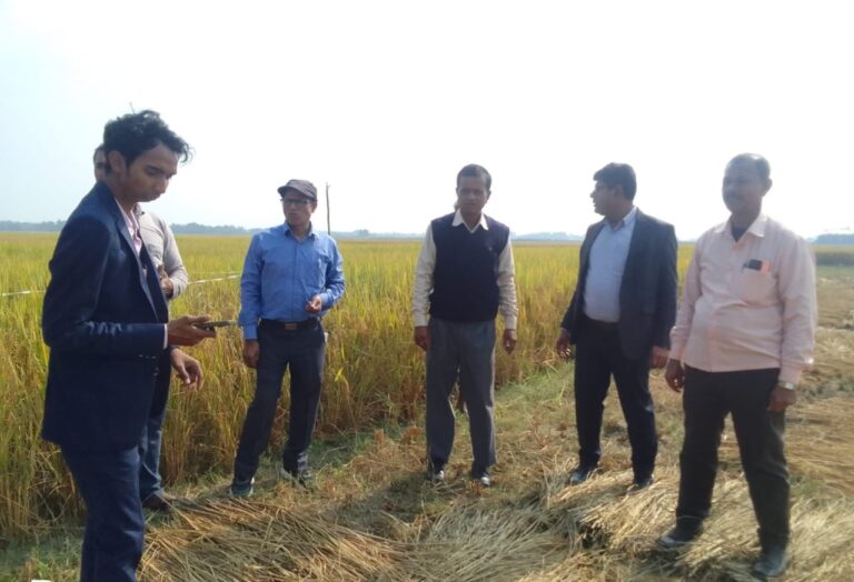 धान की फसल का क्रॉप कटिंग कार्य पूरी