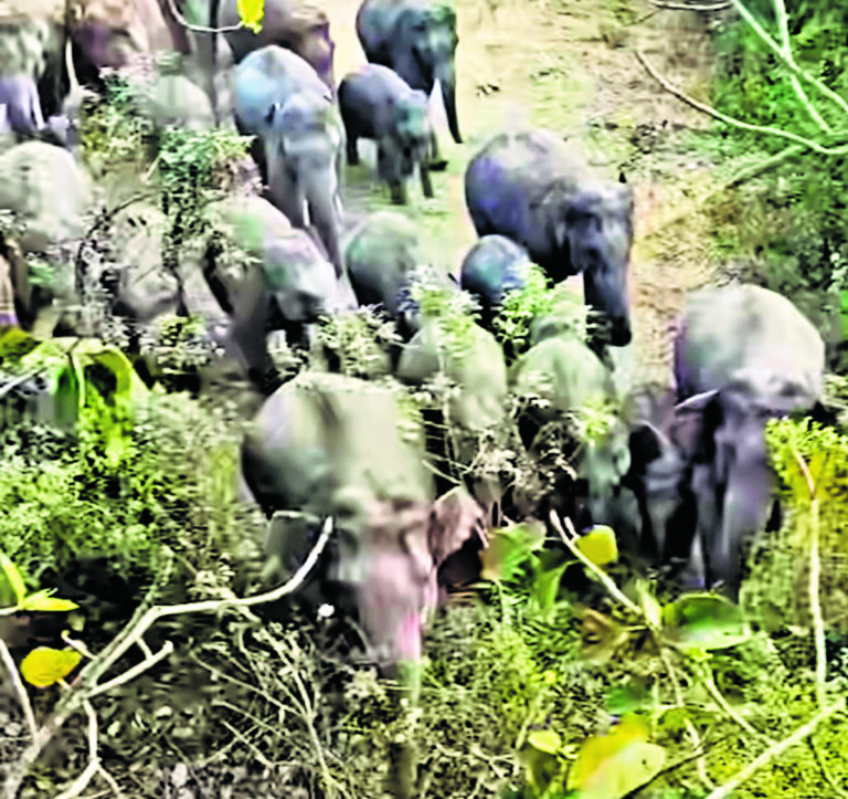 Chaibasa News : जैंतगढ़ में हाथियों का उत्पात, धान व सब्जियों को पहुंचाया नुकसान