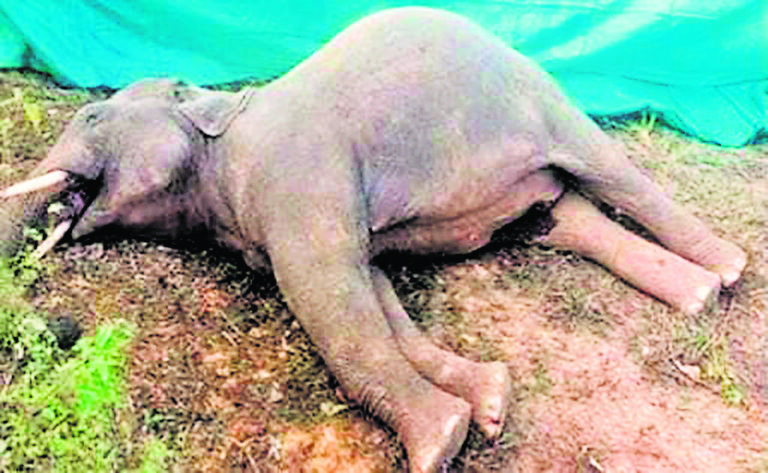 Chaibasa News : बाइसाही जंगल में हाथी की मौत, 10 दिनों में तीसरी घटना