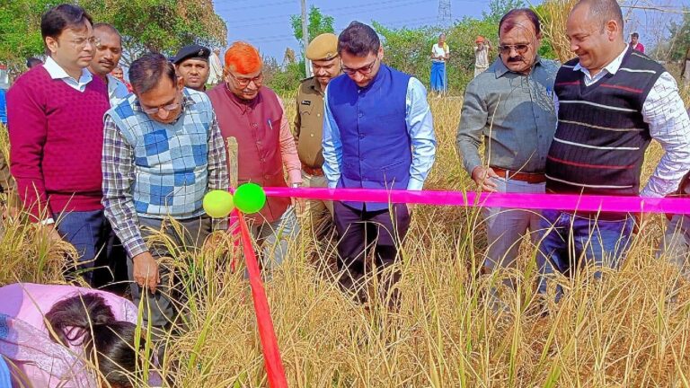 उदवंतनगर में 63 क्विंटल प्रति हेक्टेयर आंकी गयी धान की पैदावार