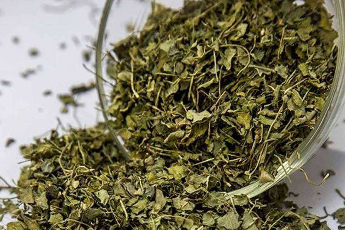 Kasuri Methi Powder: घर पर मार्केट जैसा कसूरी मेथी पाउडर बनाना है बहुत आसान - ईजी स्टेप्स में करें तैयार
