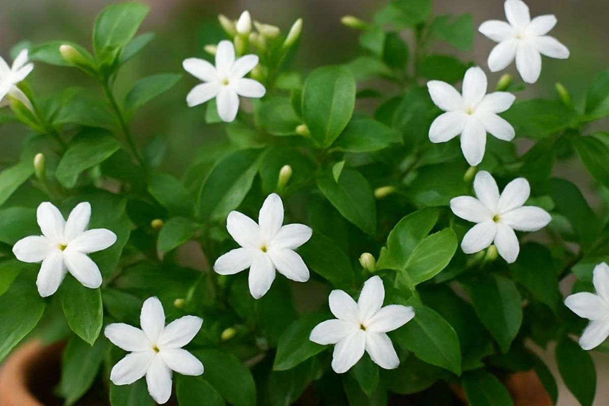 jasmine gardening
