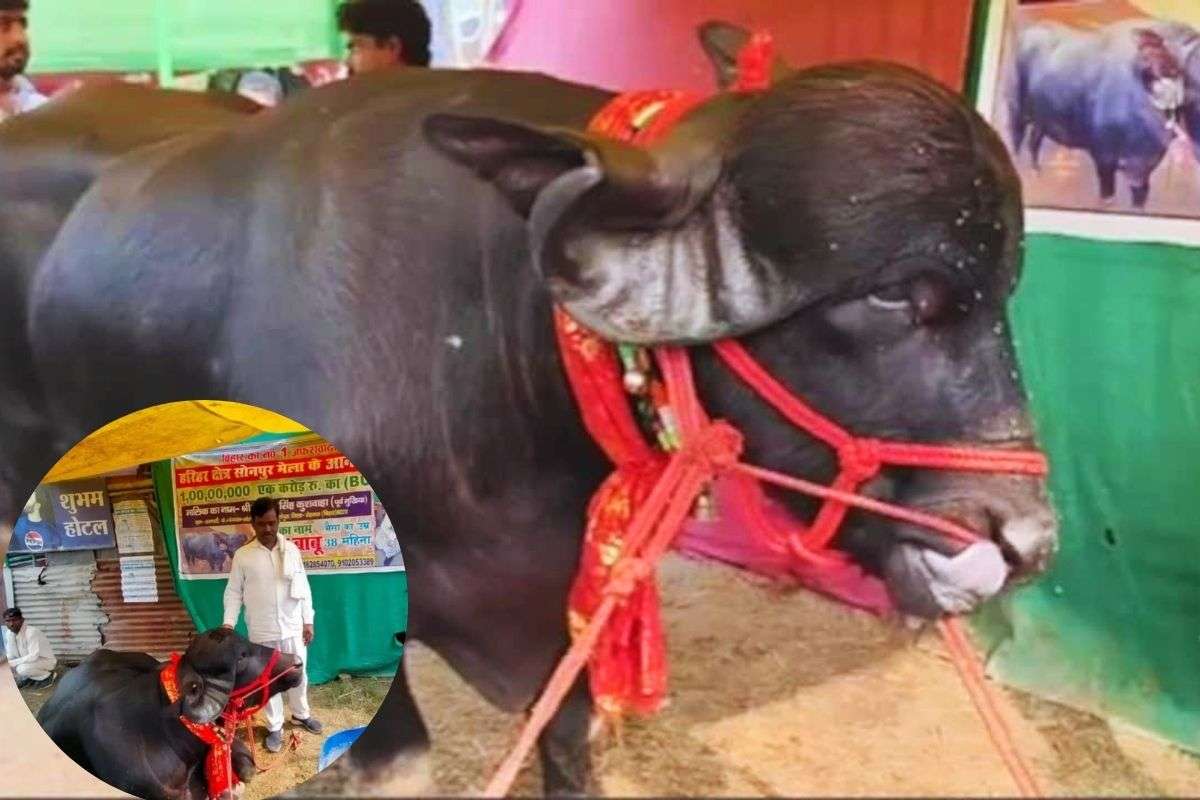 sonpur pradhan babu| A buffalo worth Rs 1 crore shines at the Sonepur fair, 'Pradhan Babu' goes viral on social media