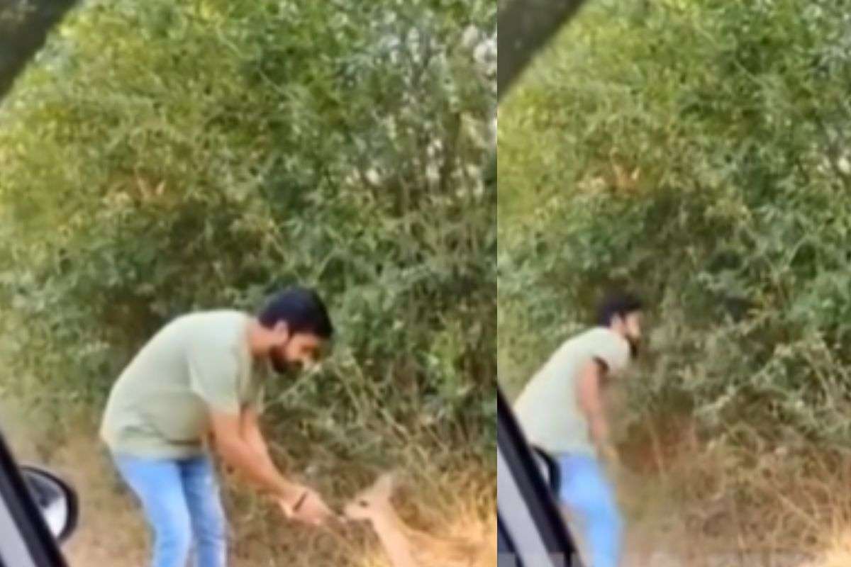 tiger attacked man
