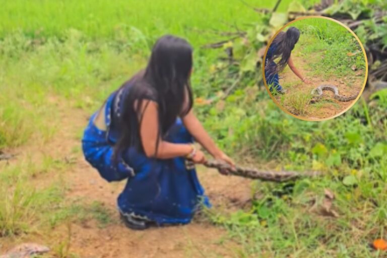 Viral Video : साड़ी पहनी महिला ने अजगर की पूंछ पकड़ी, हैरान कर देने वाला वीडियो आया सामने