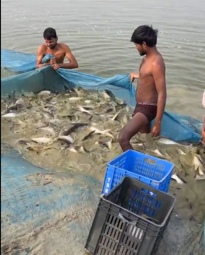 Auto Draft 2 Bihar Fish