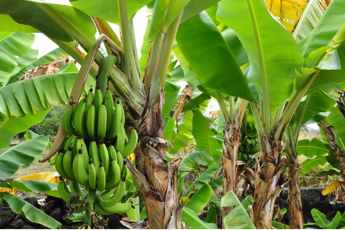 केला अक्सर टेढ़ा क्यों होता है? जबकि उगता सीधा है, जानें इसके पीछे का हिस्ट्री, ज्योग्रॉफी और साइंस 3 Banana 1