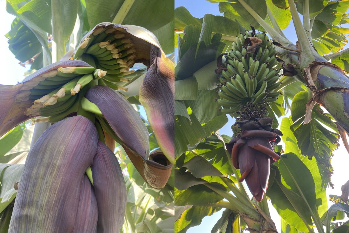 केला अक्सर टेढ़ा क्यों होता है? जबकि उगता सीधा है, जानें इसके पीछे का हिस्ट्री, ज्योग्रॉफी और साइंस 1 Banana 2