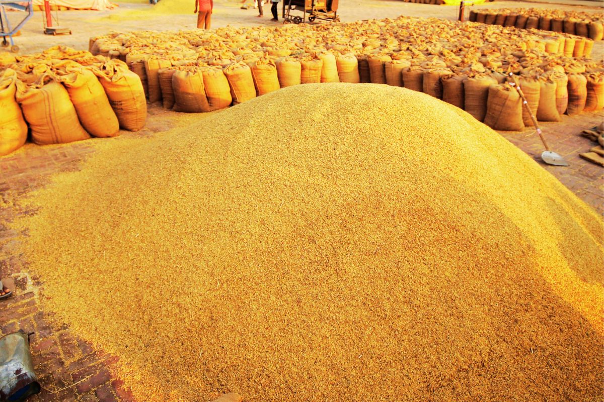 Cabinet Decisions Jharkhand Paddy Procurement MSP Bonus
