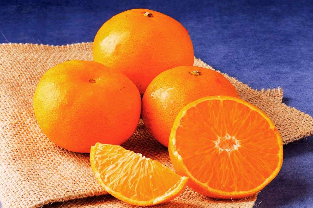Darjeeling Mandarin Orange West Bengal News