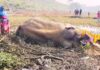 चांडिल : दलदल में गिरे दंतैल जंगली हाथी की मौत, जांच में जुटा वन विभाग Elephant Death In Chandil