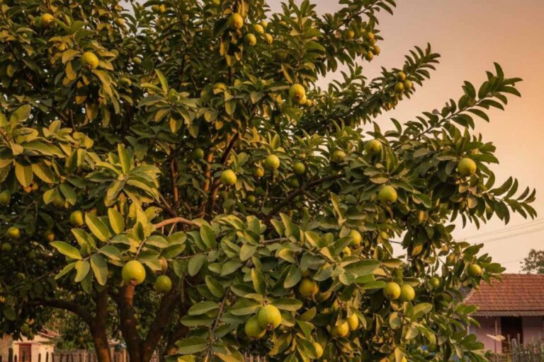 How To Grow Guava Tree In Winter: घर से तोड़कर खाएंगे मीठे फल, जानें सर्दियों में अमरूद का पेड़ लगाने का तरीका 