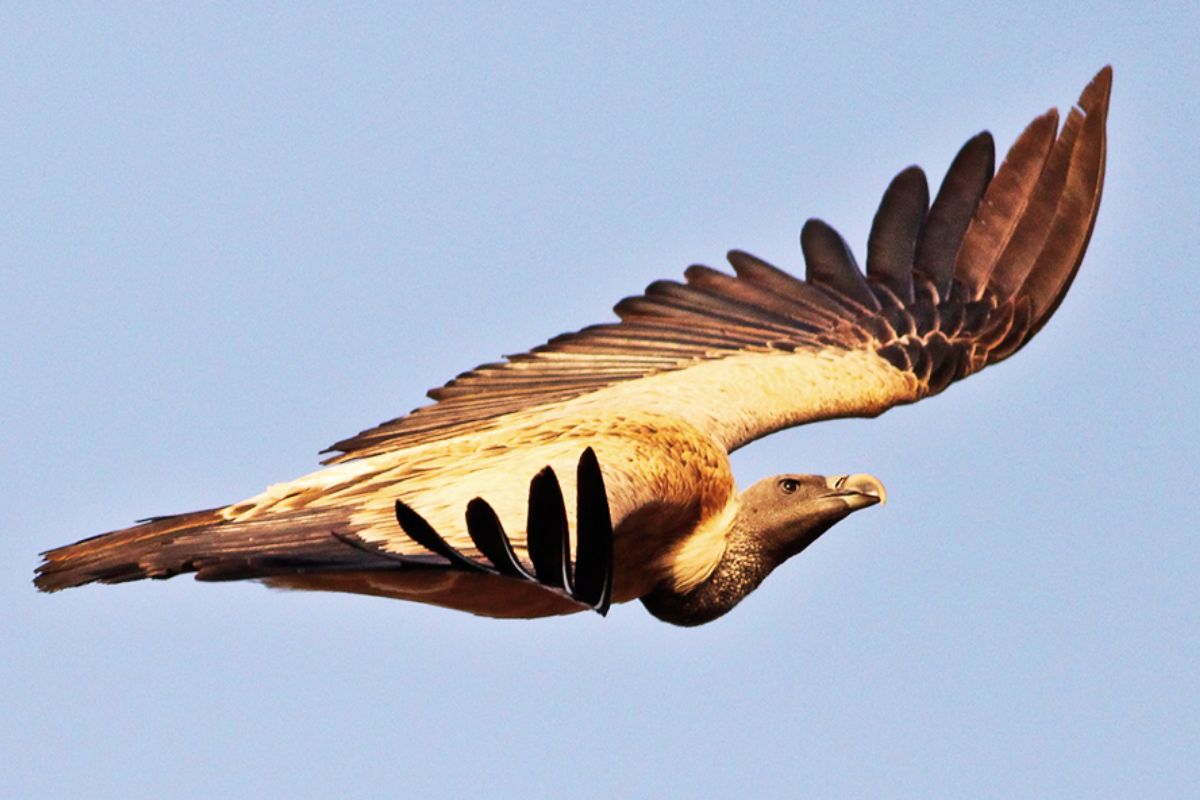 Jharkhand Vulture Conservation and Breeding