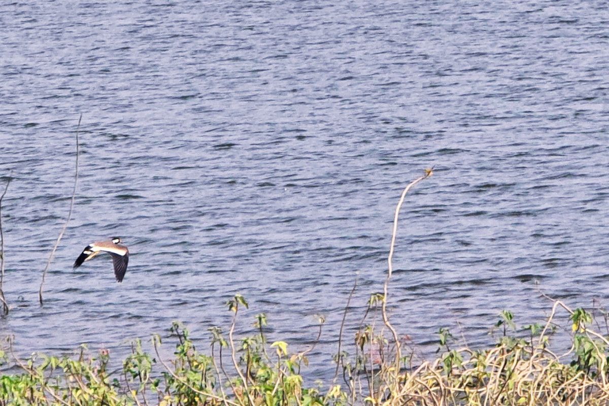 Maa Bhadrakali Mandir Chatra Jharkhand News Today