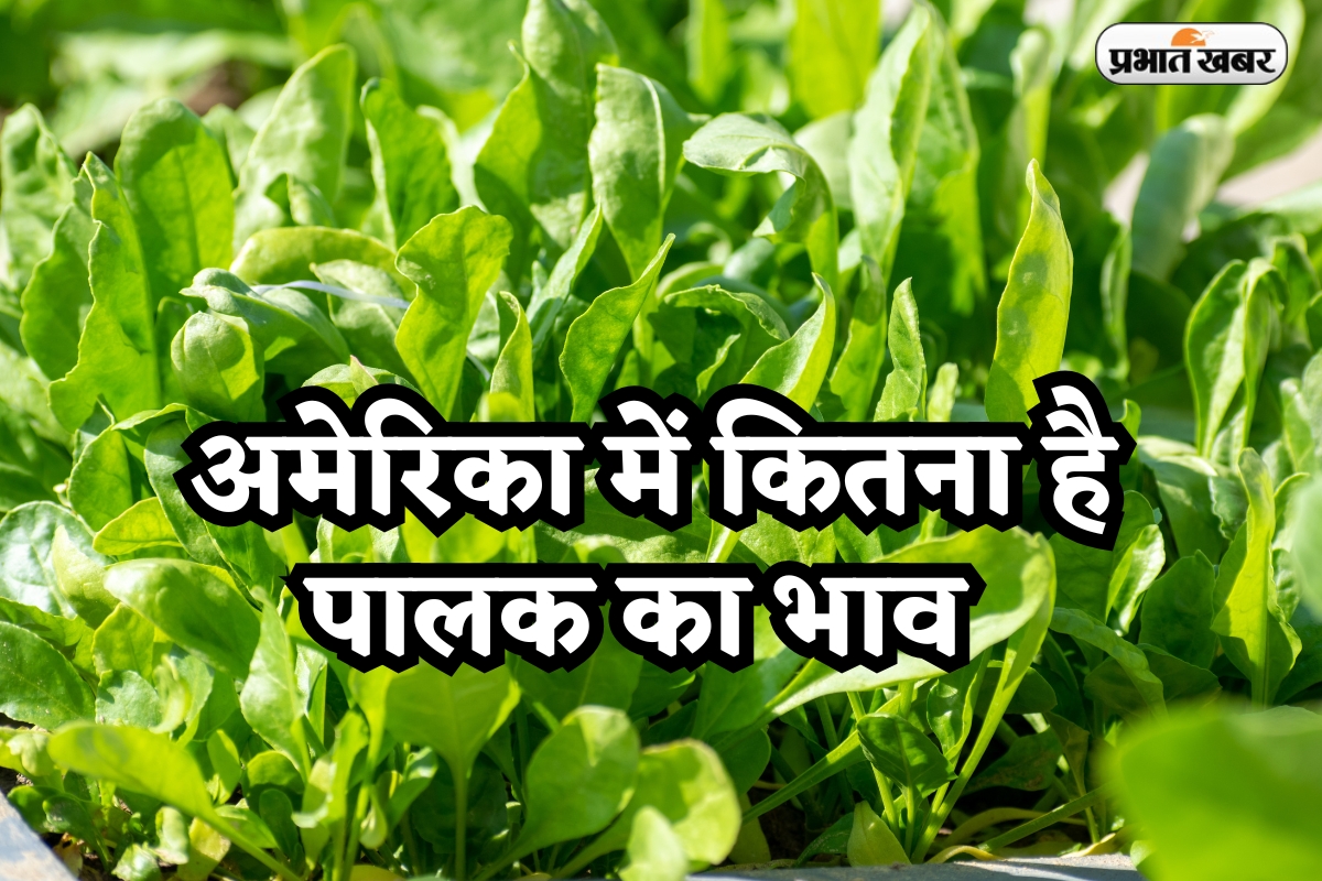 Palak Price in America