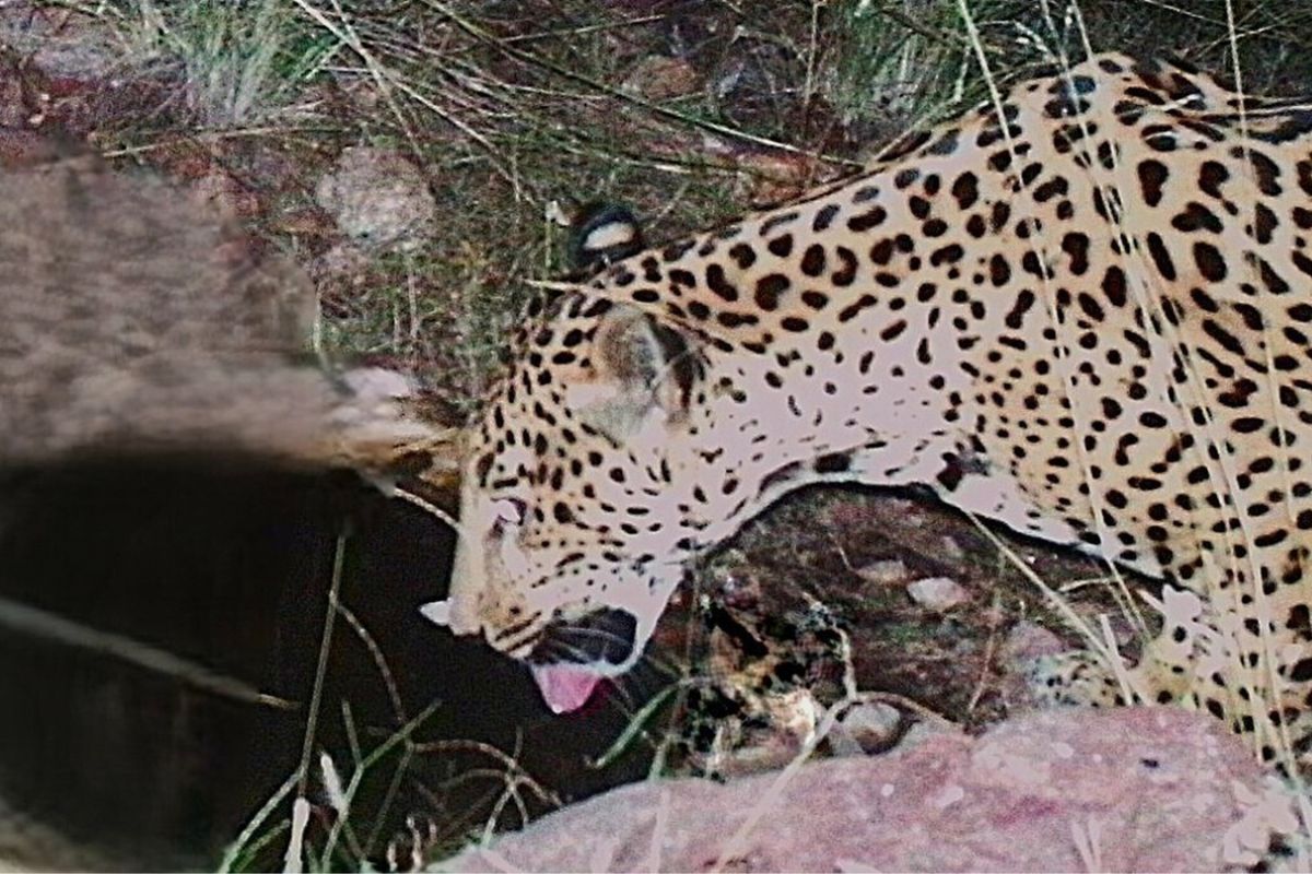 Rare Jaguar Spotted In US