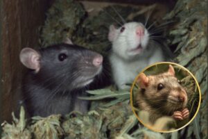 Jharkhand News : पुलिस की निगरानी में रखा 200 किलो गांजा खा गये चूहे