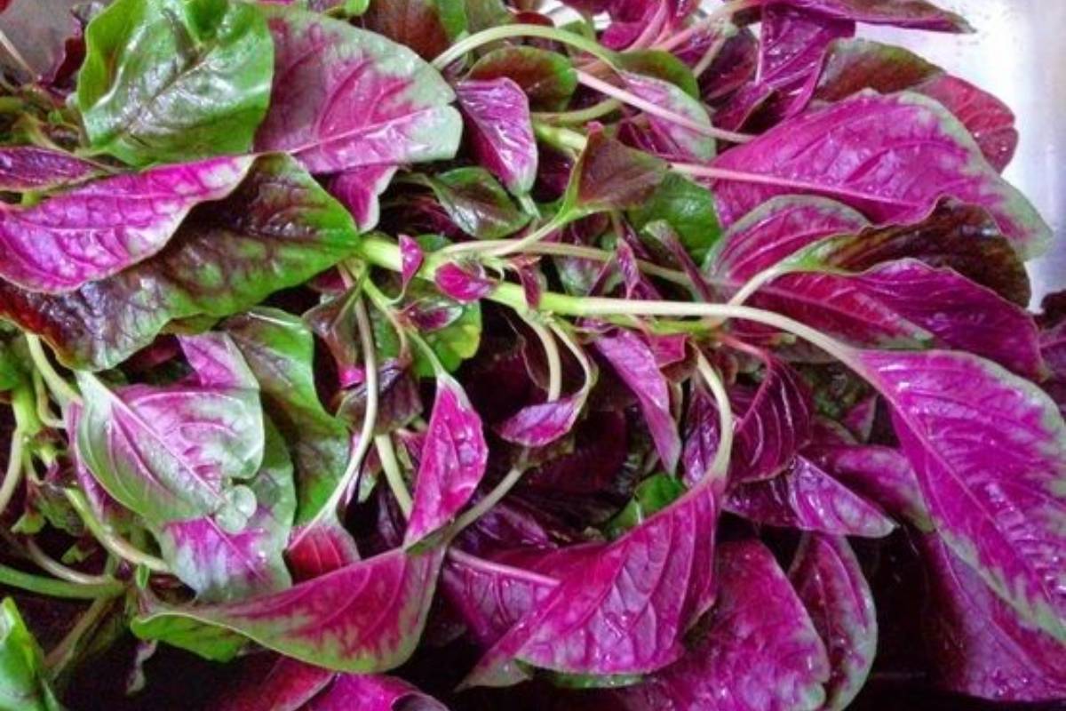 Red Amaranth / Laal Bhaji