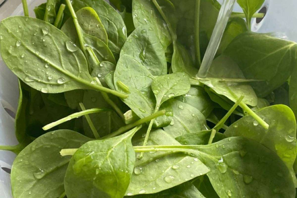 Palak Bajra Puri Recipe: पालक पुरी को दे बाजरे का असली स्वाद – आसानी से बनाएं फुली-फुली पूरियां 1 Palak Bajra Puri Recipe Ingredients