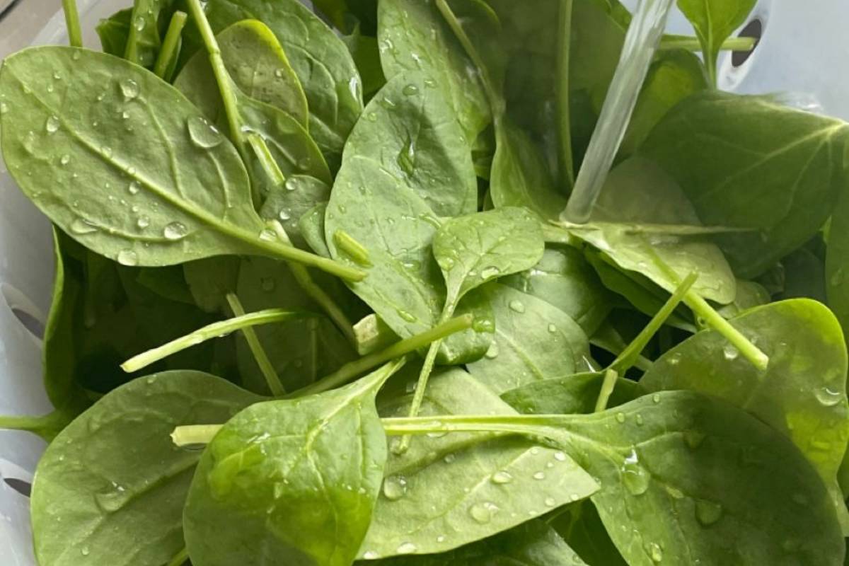 Palak Thepla Recipe Ingredient: पालक थेपला बनाने के लिए क्या क्या सामग्री चाहिए?