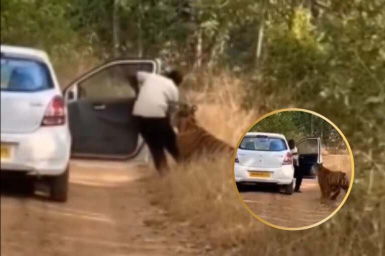 Viral Video : जंगल में कार से उतरते ही बाघ का हमला! वीडियो असली या नकली जानें यहां