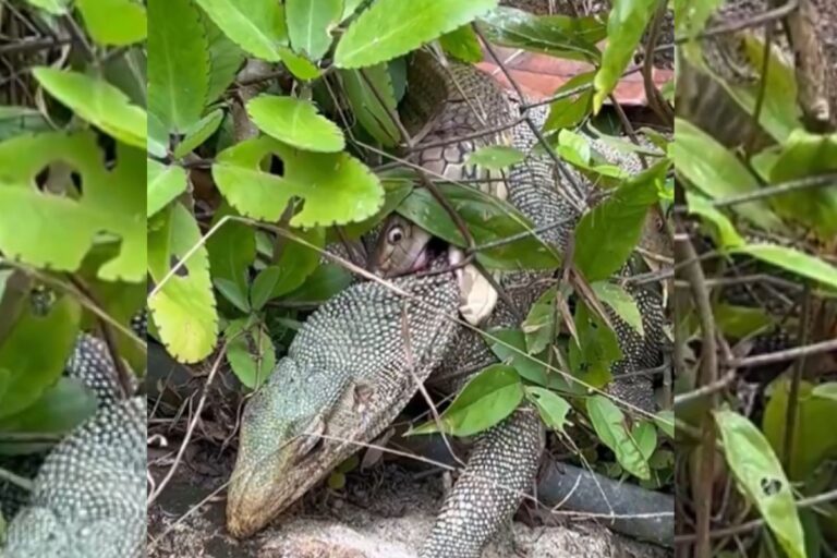 Viral Video: मॉनिटर लिजर्ड के लिए कालदूत बन गया सांप, वायरल वीडियो में देखें कैसे निगल गया पूरा शिकार