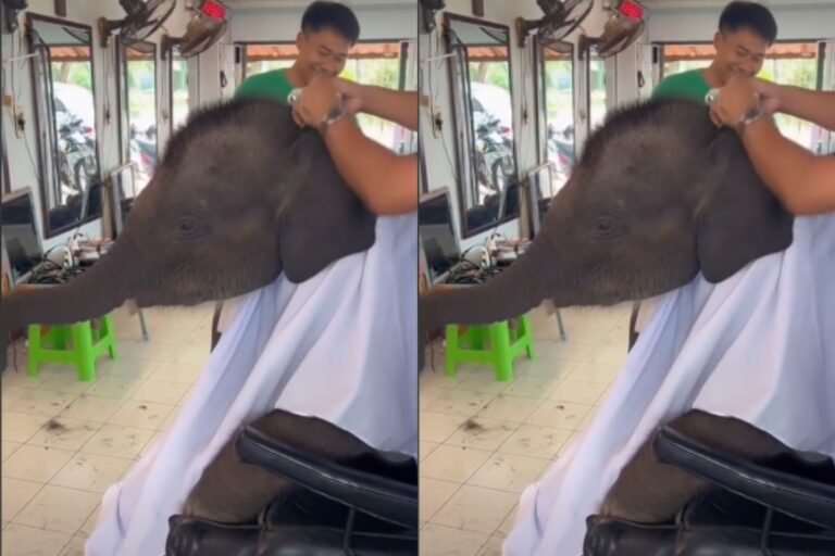Viral Video: सैलून में बाल कटवाने पहुंचा हाथी, अपनी नन्ही जुल्फों से लोगों को किया दीवाना
