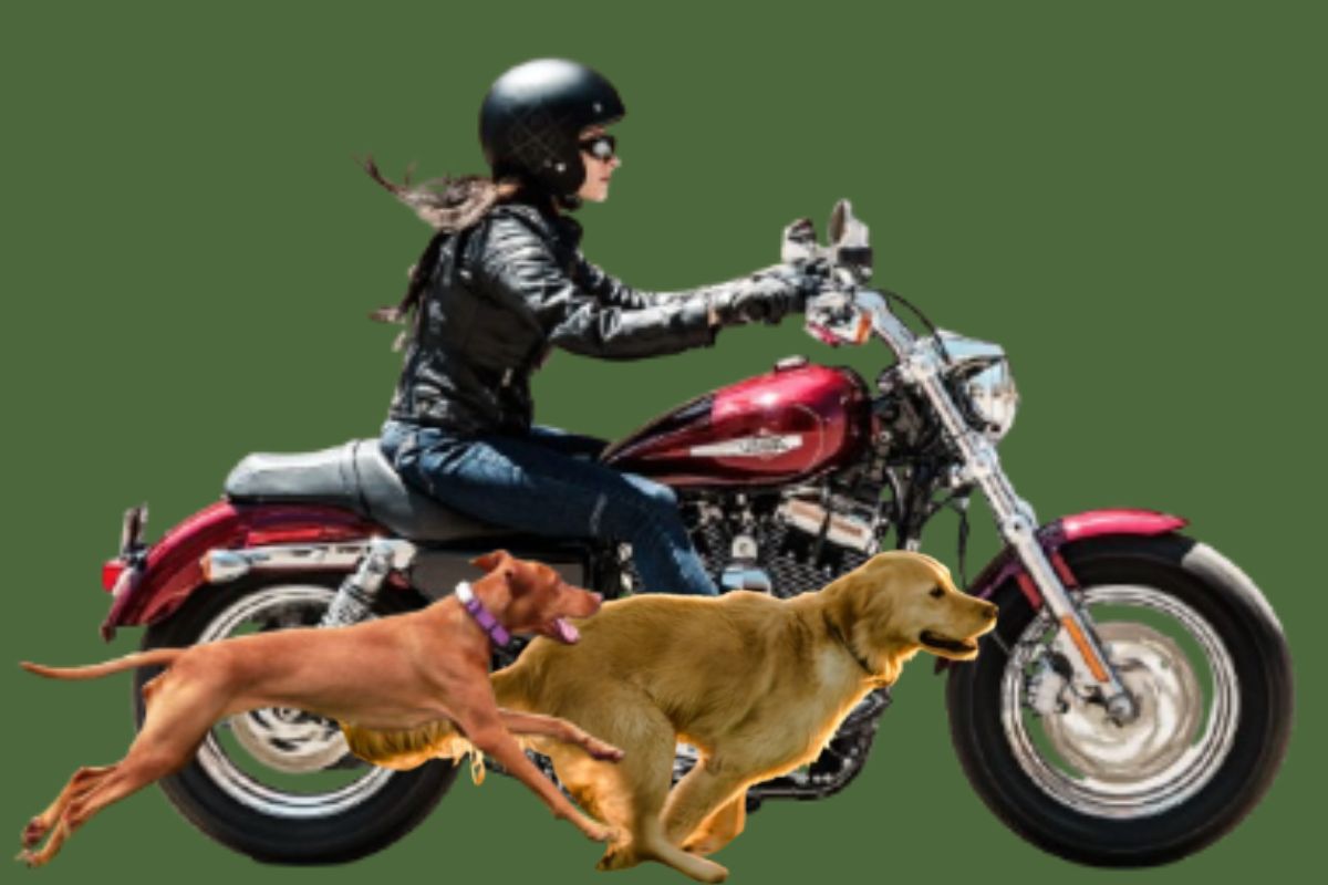 Why Dogs Chase