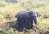 अनगड़ा में जंगली हाथी ने 2 लोगों पर किया हमला, एक की मौत, एक घायल Wild Elephant Attack Angara Ranchi Jharkhand News