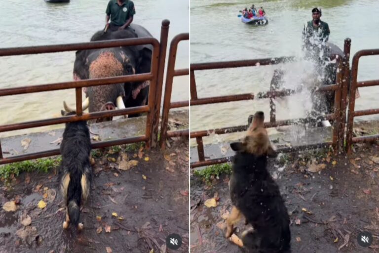 Viral Video: हाथी ने सूंड से उड़ाया बारिश जैसा पानी, डॉगी मस्त होकर नहाता रहा, वीडियो देख आप भी हो जाएंगे खुश