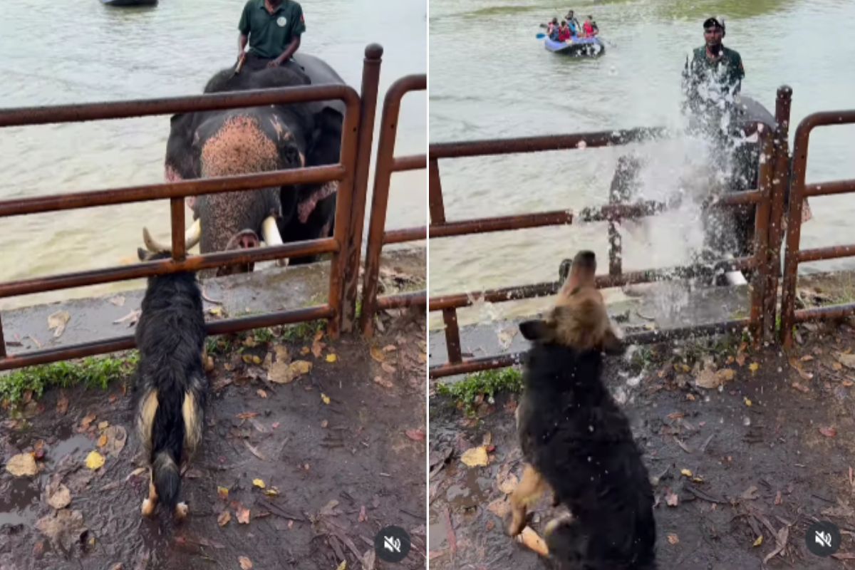 elephant spray water on dog funny viral video