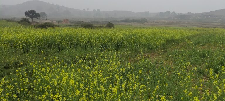 Giridih News :आलू के पत्ते पड़े पीले, सरसों व अरहर के झड़ रहे फूल