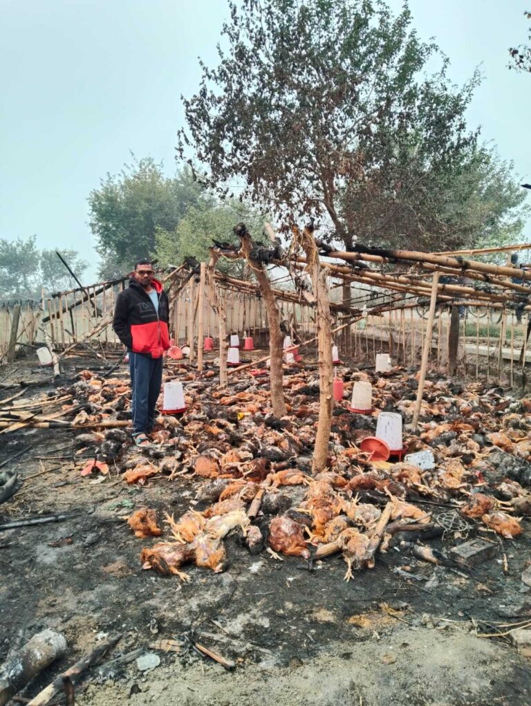 पोल्ट्री फार्म में आग लगने से हजारों मुर्गियां जलकर राख