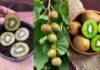 How To Grow Kiwi At Home: घर पर कीवी कैसे उगाएं? जानें सबसे आसान तरीका और देखभाल के लिए टिप्स How To Grow Kiwi At Home From Seeds