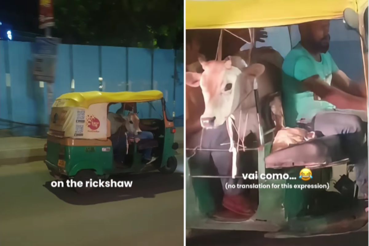 viral video calf ride in autorickshaw