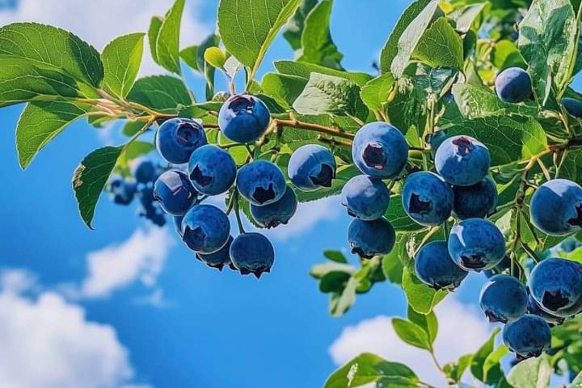 Best Fruiting Plant To Grow In February: फरवरी में लगाएं ये 5 फलदार पौधे, गर्मियों में घर बैठे मिलेंगे ताजे और स्वादिष्ट फल 4 Blueberries
