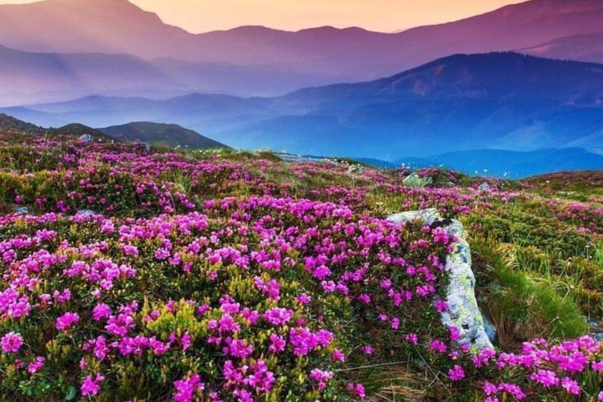 Most Beautiful Places In India: जन्नत जैसा अहसास! भारत की ये 5 जगहें देख लीं, तो छोड़ देंगे विदेश जाने की इच्छा 4 Colorful Flowers In Valley Of Flowers Uttarakhand