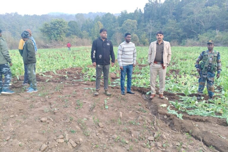 गुमला प्रशासन ने मिट्टी में मिलाई लहलहाती अफीम की फसल, लातेहार के माफिया का कनेक्शन