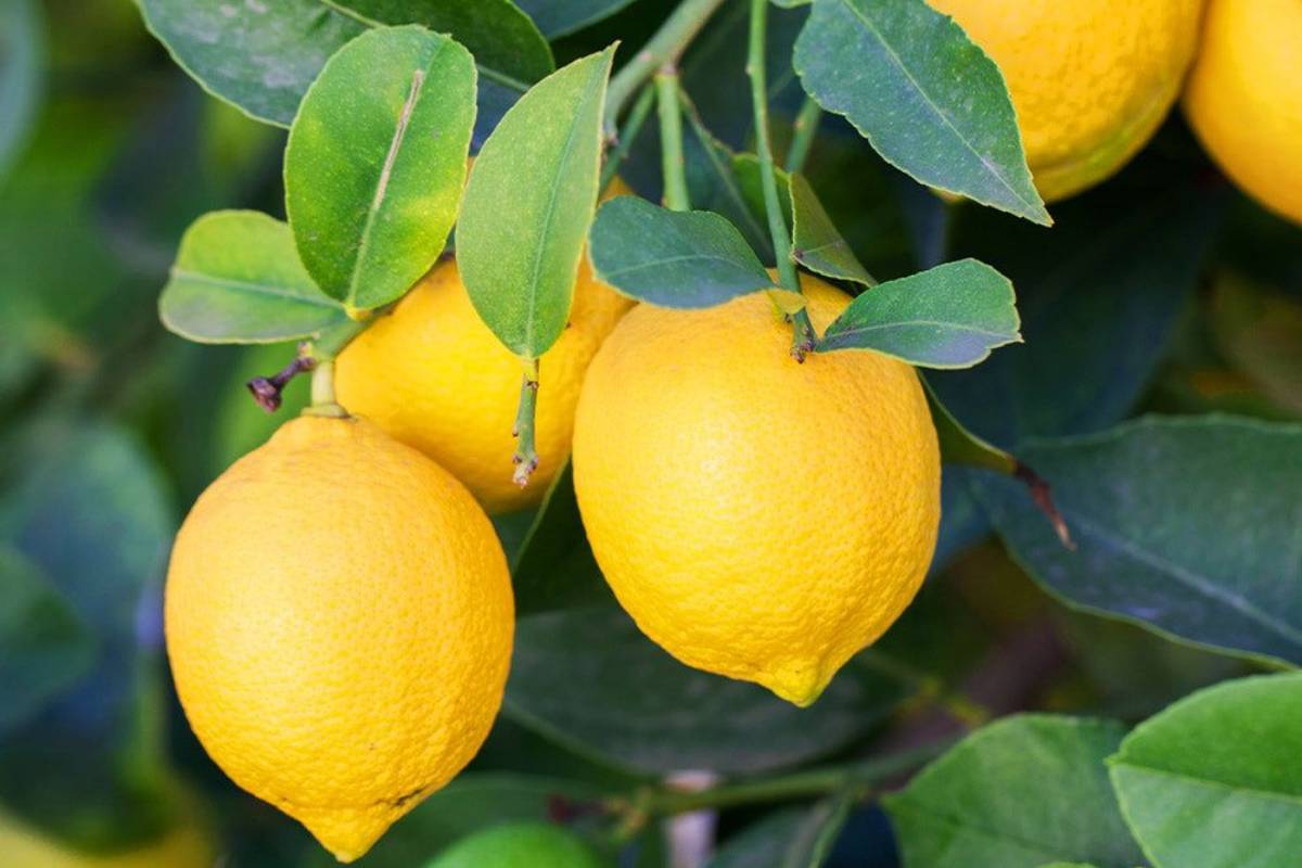 Best Fruiting Plant To Grow In February: फरवरी में लगाएं ये 5 फलदार पौधे, गर्मियों में घर बैठे मिलेंगे ताजे और स्वादिष्ट फल 6 Lemon
