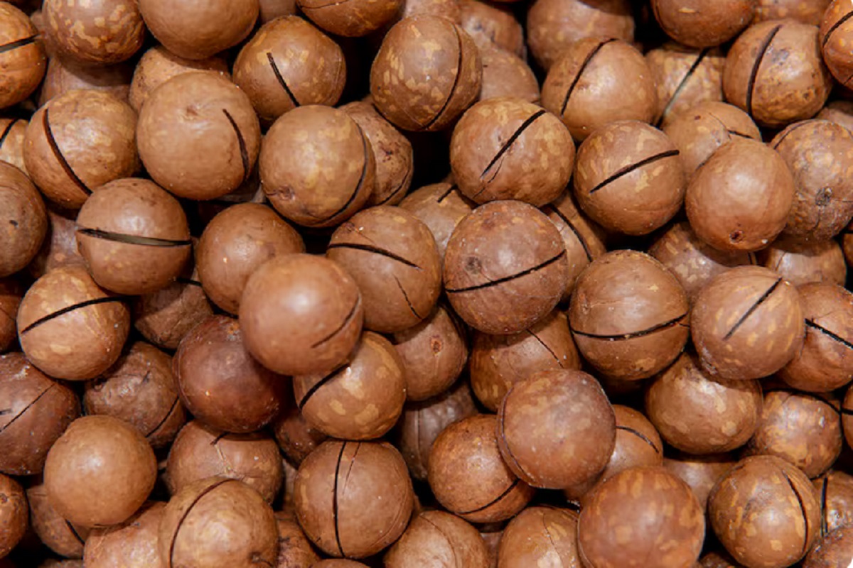 दिमाग में ‘एटम बम’ फोड़ देंगे इन ड्राई फ्रूट्स के दाम, कीमत जानकर रह जाएंगे हैरान 1 Macadamia Nuts