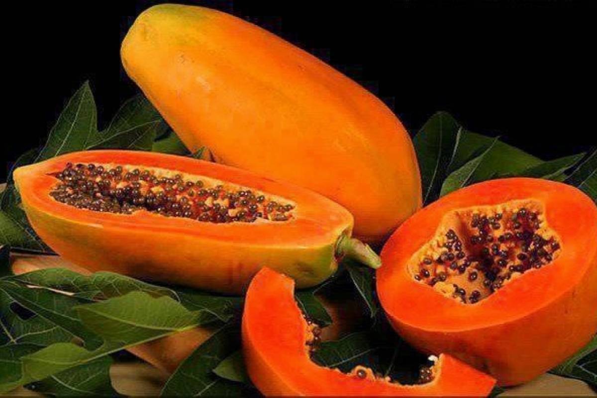 Best Fruiting Plant To Grow In February: फरवरी में लगाएं ये 5 फलदार पौधे, गर्मियों में घर बैठे मिलेंगे ताजे और स्वादिष्ट फल 1 Papaya